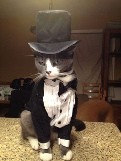 Formal Cat | image tagged in formal cat | made w/ Imgflip meme maker