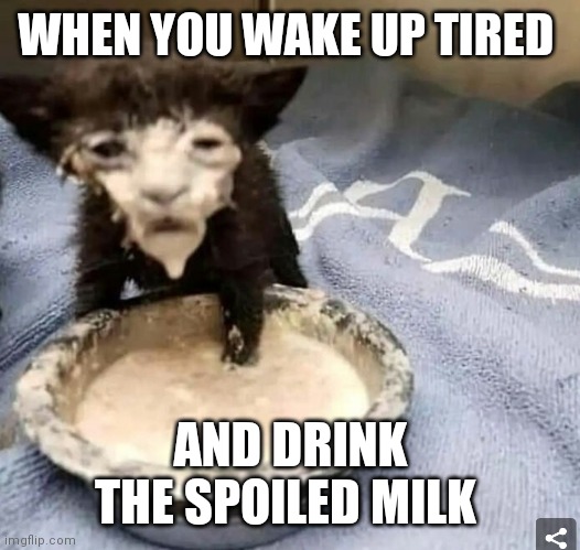 This is the worst | WHEN YOU WAKE UP TIRED; AND DRINK THE SPOILED MILK | image tagged in memes,funny memes,cats | made w/ Imgflip meme maker