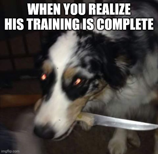 WHEN YOU REALIZE HIS TRAINING IS COMPLETE | image tagged in dog | made w/ Imgflip meme maker