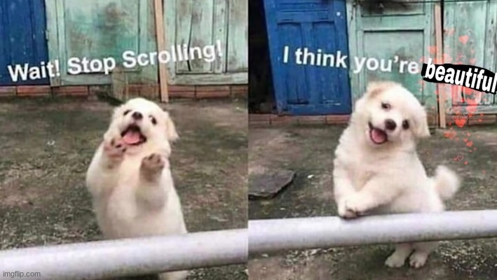 When i saw this i immediately stopped scrolling | image tagged in wholesome doggo,stop scrolling plez,cute doggie | made w/ Imgflip meme maker