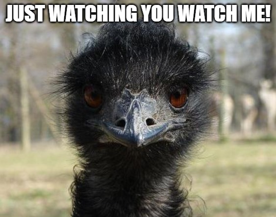 EYE BALL PROBLEMS | JUST WATCHING YOU WATCH ME! | image tagged in bad news emu | made w/ Imgflip meme maker
