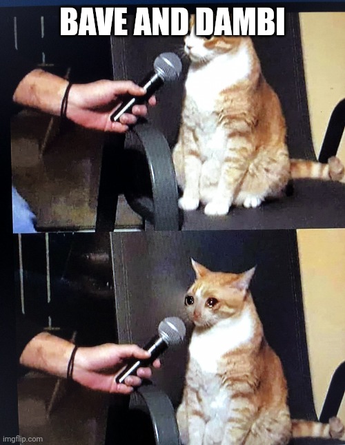 Cat interview crying | BAVE AND DAMBI | image tagged in cat interview crying | made w/ Imgflip meme maker