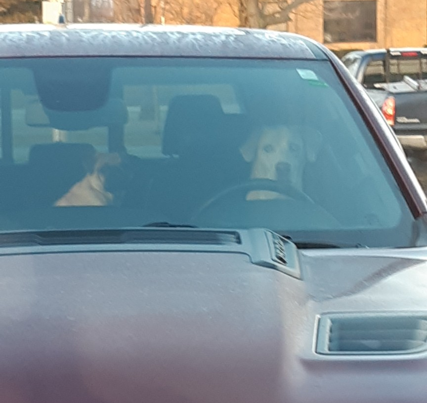 Dog driving car Blank Meme Template