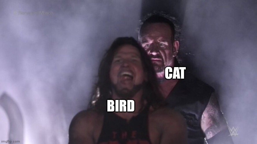 AJ Styles & Undertaker | BIRD CAT | image tagged in aj styles undertaker | made w/ Imgflip meme maker
