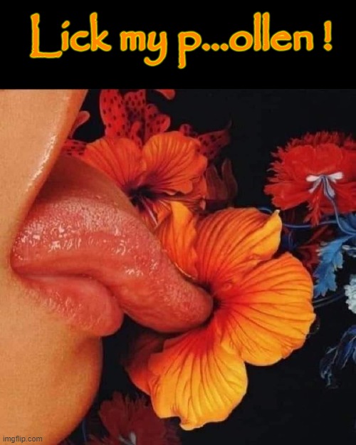 Hot Licks ! | Lick my p...ollen ! | image tagged in pollen | made w/ Imgflip meme maker