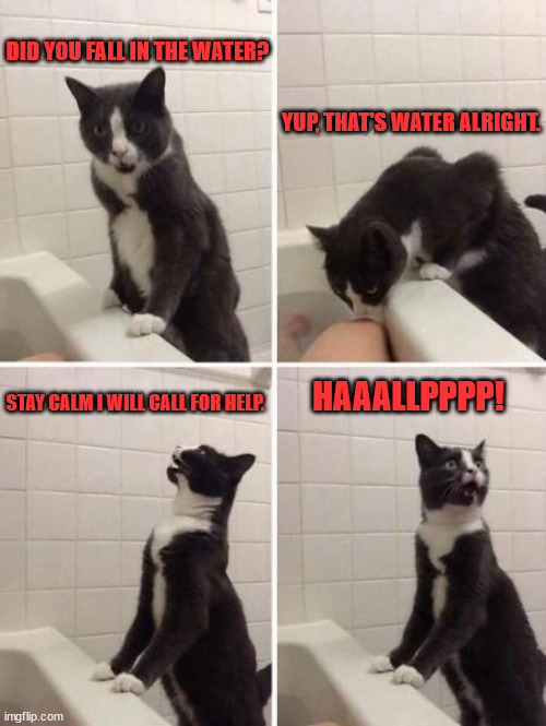  DID YOU FALL IN THE WATER? YUP, THAT'S WATER ALRIGHT. HAAALLPPPP! STAY CALM I WILL CALL FOR HELP. | image tagged in cats | made w/ Imgflip meme maker