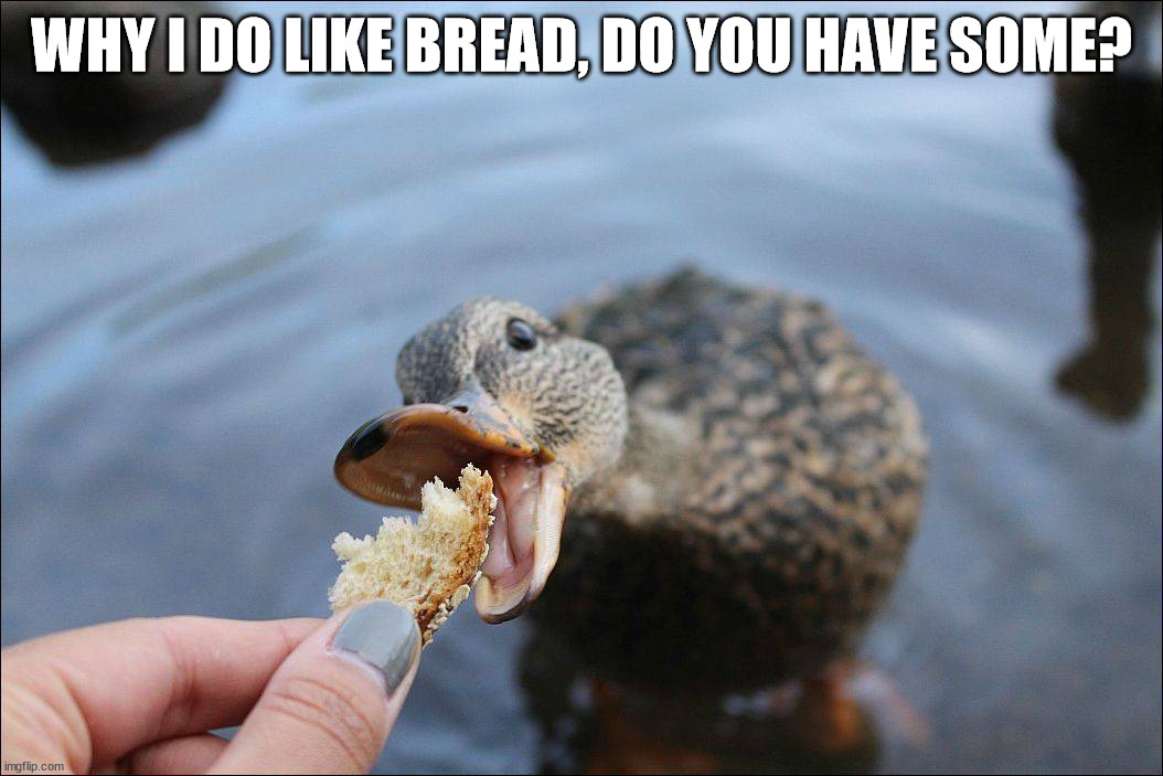 WHY I DO LIKE BREAD, DO YOU HAVE SOME? | image tagged in ducks | made w/ Imgflip meme maker