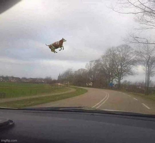 Cows Fly | image tagged in cows fly | made w/ Imgflip meme maker