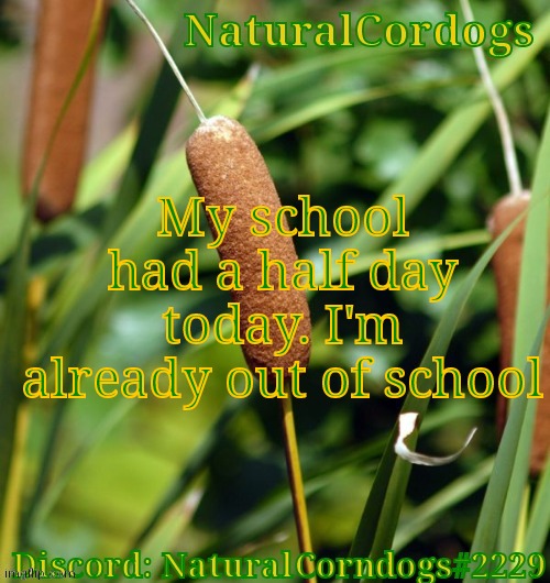 My school had a half day today. I'm already out of school | image tagged in naturalcordogs template | made w/ Imgflip meme maker