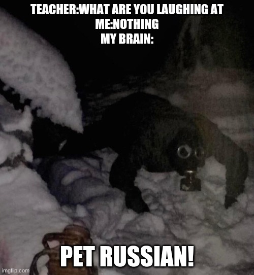 Pet russian 2 | TEACHER:WHAT ARE YOU LAUGHING AT
ME:NOTHING
MY BRAIN:; PET RUSSIAN! | image tagged in lol so funny,memes,funny memes | made w/ Imgflip meme maker