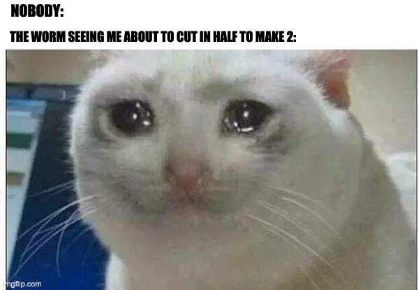 crying cat | NOBODY:; THE WORM SEEING ME ABOUT TO CUT IN HALF TO MAKE 2: | image tagged in crying cat,worms,worm,funny memes,funny,trends | made w/ Imgflip meme maker