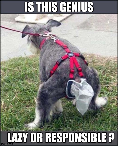 You Decide ! | IS THIS GENIUS; LAZY OR RESPONSIBLE ? | image tagged in dogs,dog poop | made w/ Imgflip meme maker