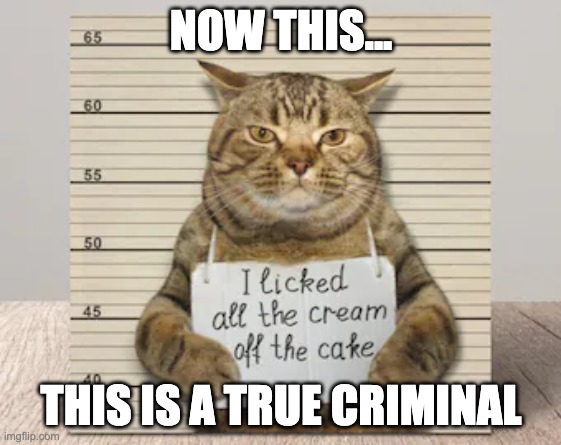 the true criminal | NOW THIS... THIS IS A TRUE CRIMINAL | image tagged in memes,funny,cat,criminal,jackalopianswhereuat,criminal cat | made w/ Imgflip meme maker