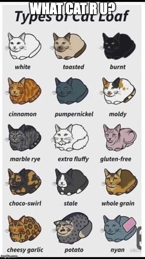 cat loaf charrrrt i found off google C: | WHAT CAT R U? | image tagged in funny,memes,cat,loaf,chart,jackalopianswhereuat | made w/ Imgflip meme maker