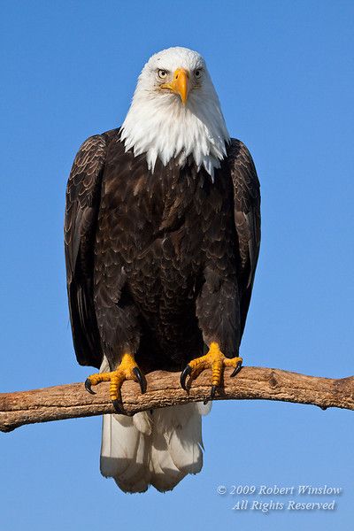 eagle Blank Meme Template