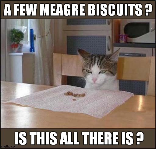 Disappointing Treat Time ! | A FEW MEAGRE BISCUITS ? IS THIS ALL THERE IS ? | image tagged in cats,disappointment,treats | made w/ Imgflip meme maker