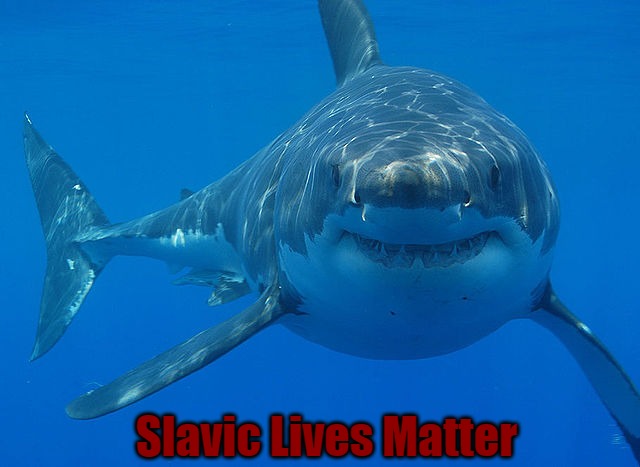 great white shark  | Slavic Lives Matter | image tagged in great white shark,slavic | made w/ Imgflip meme maker