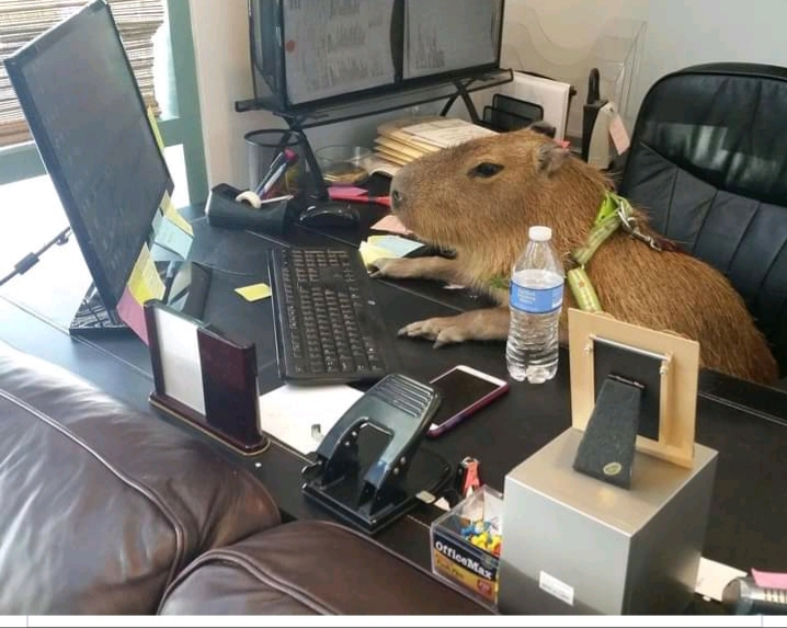 Capybara Blank Meme Template