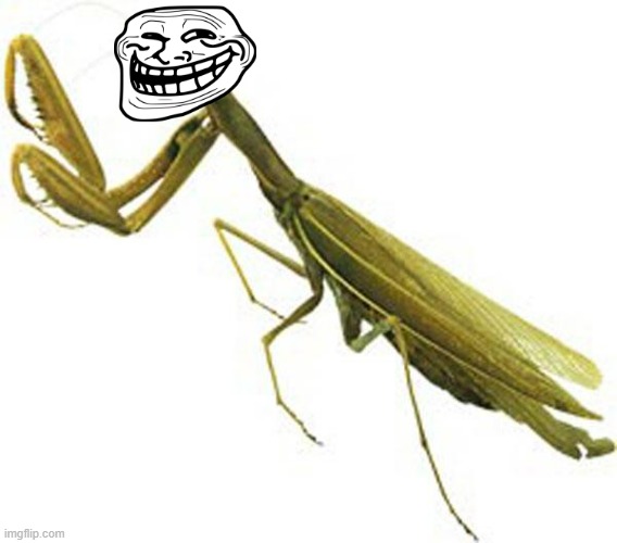 Headless Praying Mantis | image tagged in headless praying mantis | made w/ Imgflip meme maker