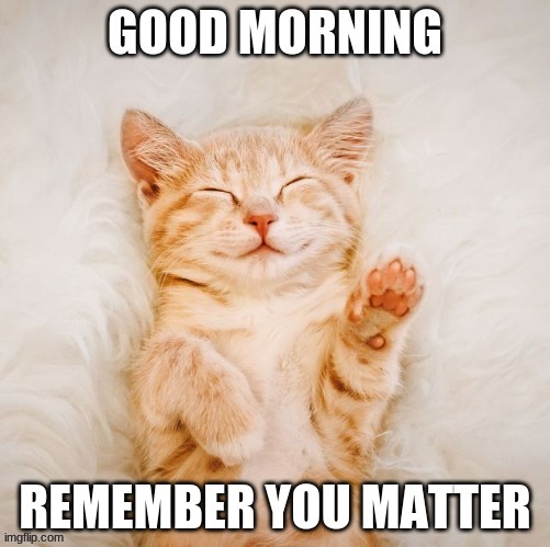 good morning | image tagged in cat,cute,lol | made w/ Imgflip meme maker