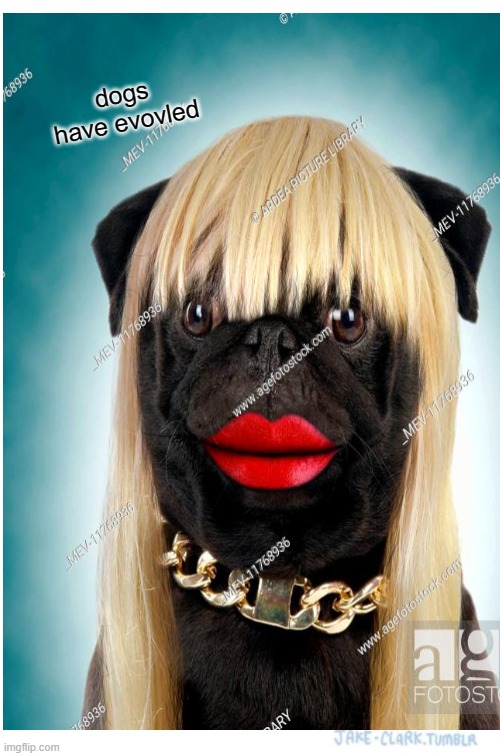 hot dog pon a wedneesday | dogs have evovled | image tagged in memes | made w/ Imgflip meme maker