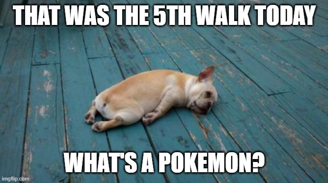 tired dog |  THAT WAS THE 5TH WALK TODAY; WHAT'S A POKEMON? | image tagged in tired dog | made w/ Imgflip meme maker