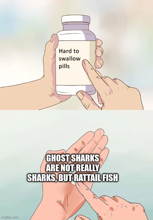 byhyngrngfndh bccv | GHOST SHARKS ARE NOT REALLY SHARKS, BUT RATTAIL FISH | made w/ Imgflip meme maker