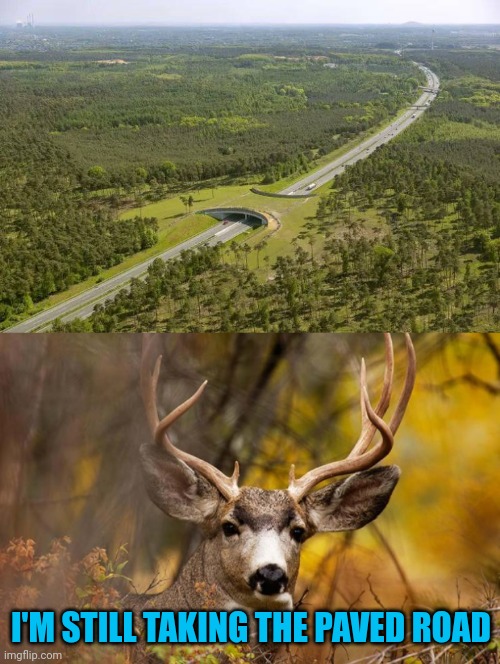 Deer are stupid | I'M STILL TAKING THE PAVED ROAD | image tagged in deer meme | made w/ Imgflip meme maker