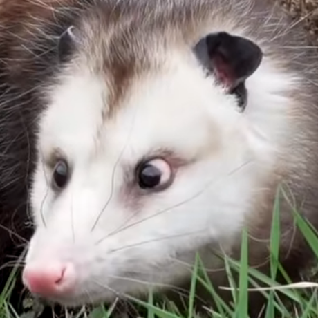 High Quality Food Crime Possum Blank Meme Template