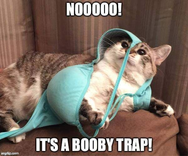 booby trap | image tagged in trap,booby | made w/ Imgflip meme maker