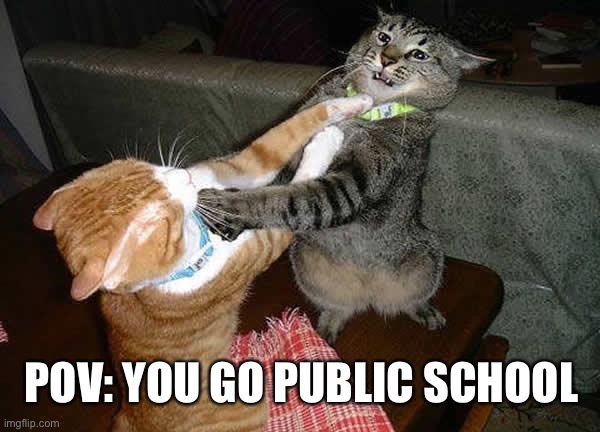 Quality entertainment |  POV: YOU GO PUBLIC SCHOOL | image tagged in two cats fighting for real,school,fight,meme,entertainment,ghetto | made w/ Imgflip meme maker