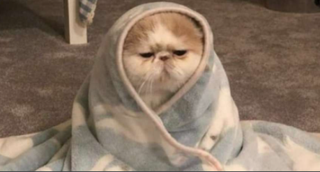 High Quality Cat Blank Meme Template