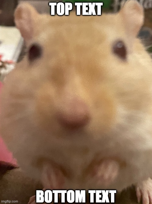 Gerbil Face |  TOP TEXT; BOTTOM TEXT | image tagged in animals,politics,memes | made w/ Imgflip meme maker