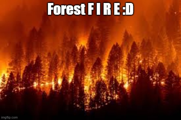 Forest F I R E :D | made w/ Imgflip meme maker