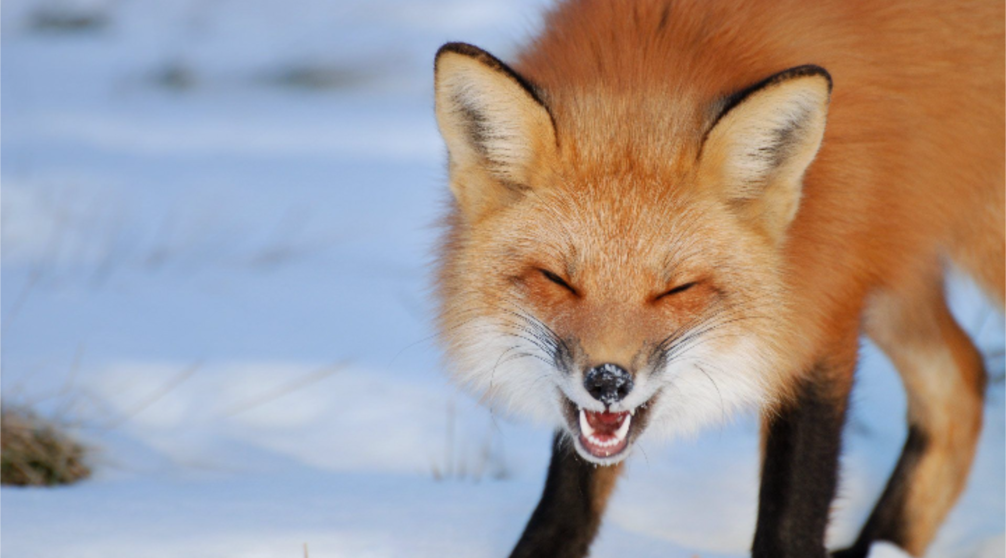 Happy fox Blank Meme Template