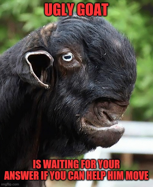 Ugly goat | UGLY GOAT; IS WAITING FOR YOUR ANSWER IF YOU CAN HELP HIM MOVE | image tagged in goat,concerned look,hop in we're gonna find who asked,how about now,oh no anyway | made w/ Imgflip meme maker