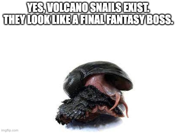Volcano snail. Spooky! | YES, VOLCANO SNAILS EXIST. THEY LOOK LIKE A FINAL FANTASY BOSS. | made w/ Imgflip meme maker
