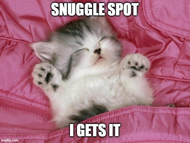 kitten sleeping | SNUGGLE SPOT; I GETS IT | image tagged in kitten sleeping | made w/ Imgflip meme maker