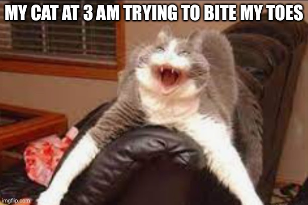 Crazy cat | MY CAT AT 3 AM TRYING TO BITE MY TOES | image tagged in cat,crazy cat,toes | made w/ Imgflip meme maker