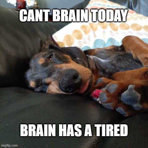Tired | CANT BRAIN TODAY; BRAIN HAS A TIRED | image tagged in tired dog,tired,so tired | made w/ Imgflip meme maker