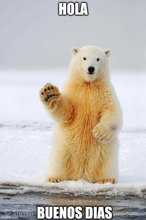 hello polar bear | HOLA; BUENOS DIAS | image tagged in hello polar bear | made w/ Imgflip meme maker