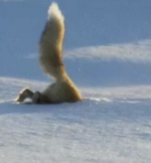 High Quality fox eating snow Blank Meme Template