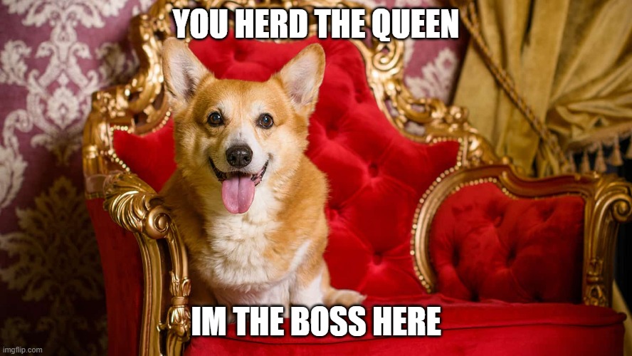 queen dog | YOU HERD THE QUEEN; IM THE BOSS HERE | image tagged in queen dog | made w/ Imgflip meme maker