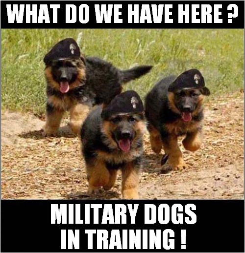 Dog Recruitment ! | WHAT DO WE HAVE HERE ? MILITARY DOGS IN TRAINING ! | image tagged in dogs,military,recruitment | made w/ Imgflip meme maker