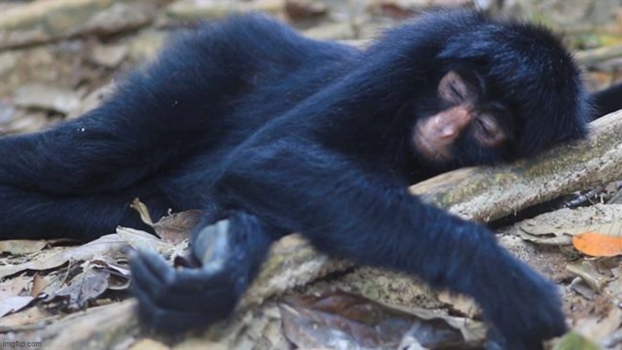 Sleepin' Monke | image tagged in sleepin' monke | made w/ Imgflip meme maker