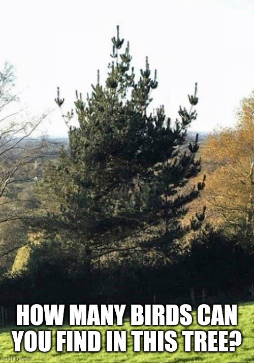 This the Grinch's Christmas tree |  HOW MANY BIRDS CAN YOU FIND IN THIS TREE? | image tagged in christmas,christmas tree | made w/ Imgflip meme maker