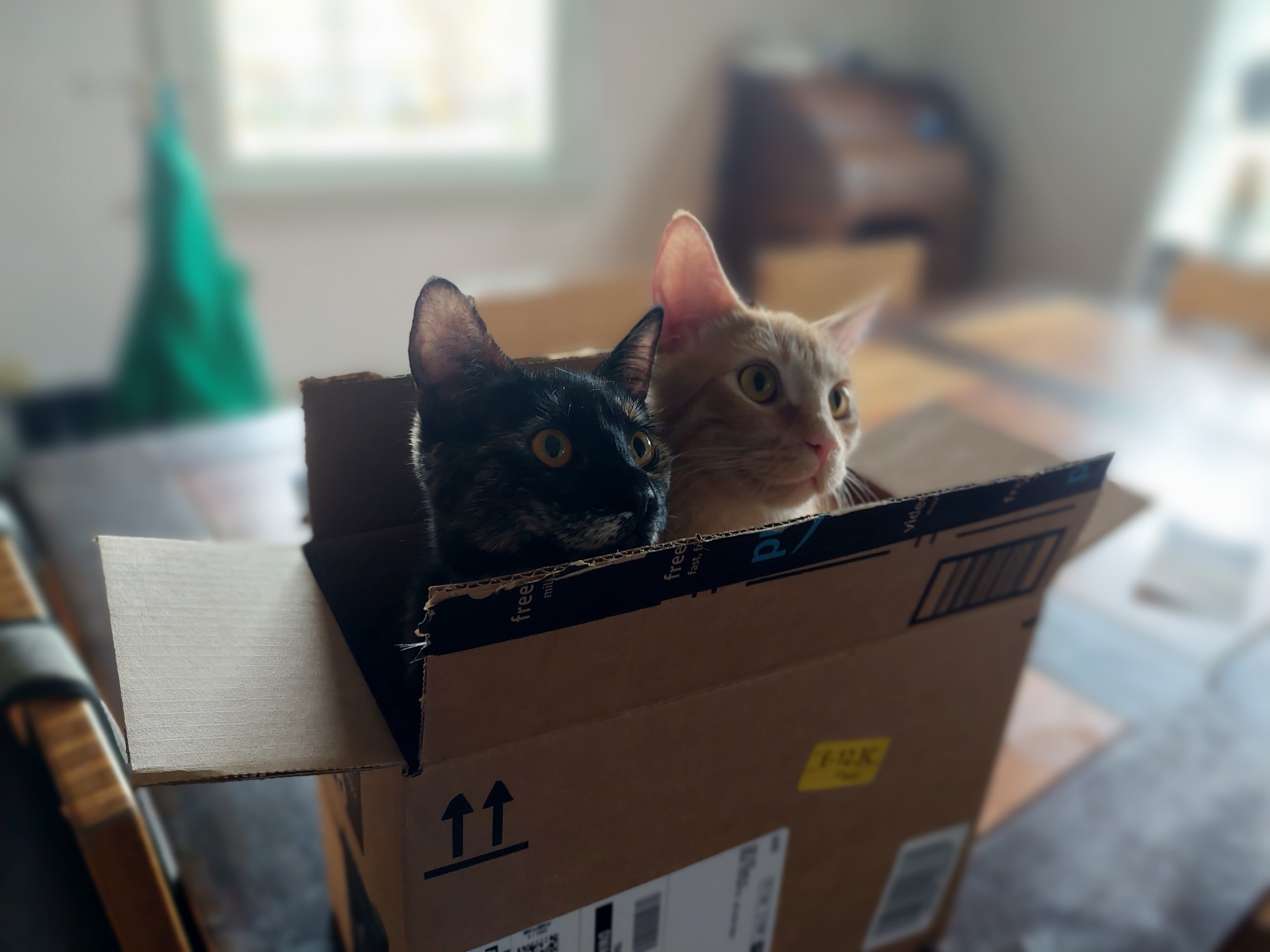 Kittens in a Box Blank Meme Template