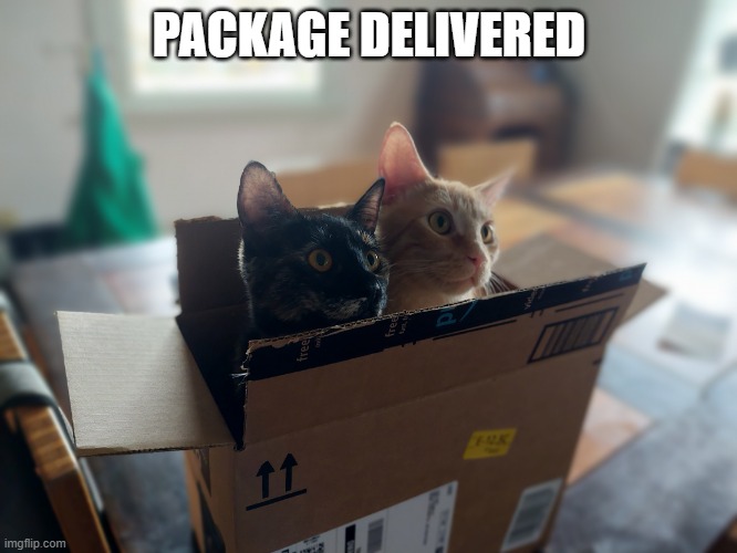 Package Delivered | PACKAGE DELIVERED | image tagged in kittens in a box,package,amazon,cats,kittens | made w/ Imgflip meme maker