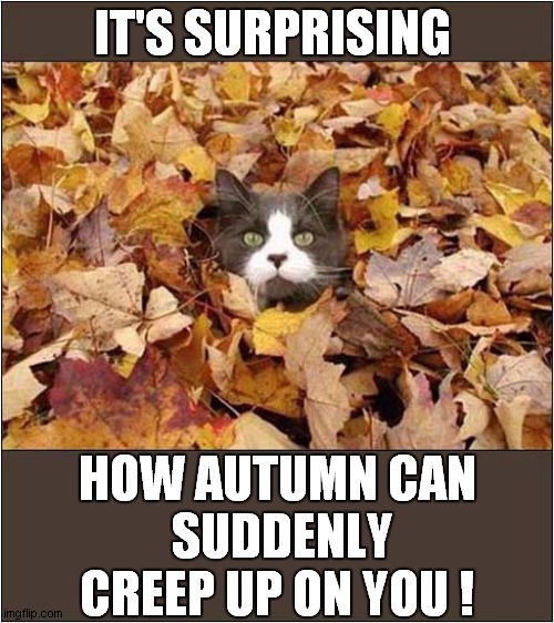 All The Leaves Are Brown ! | IT'S SURPRISING; HOW AUTUMN CAN
 SUDDENLY CREEP UP ON YOU ! | image tagged in cats,autumn leaves,buried | made w/ Imgflip meme maker
