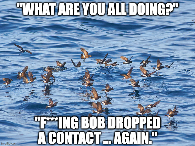 Storm-Petrels Lost a Contact | "WHAT ARE YOU ALL DOING?"; "F***ING BOB DROPPED A CONTACT ... AGAIN." | image tagged in birds | made w/ Imgflip meme maker